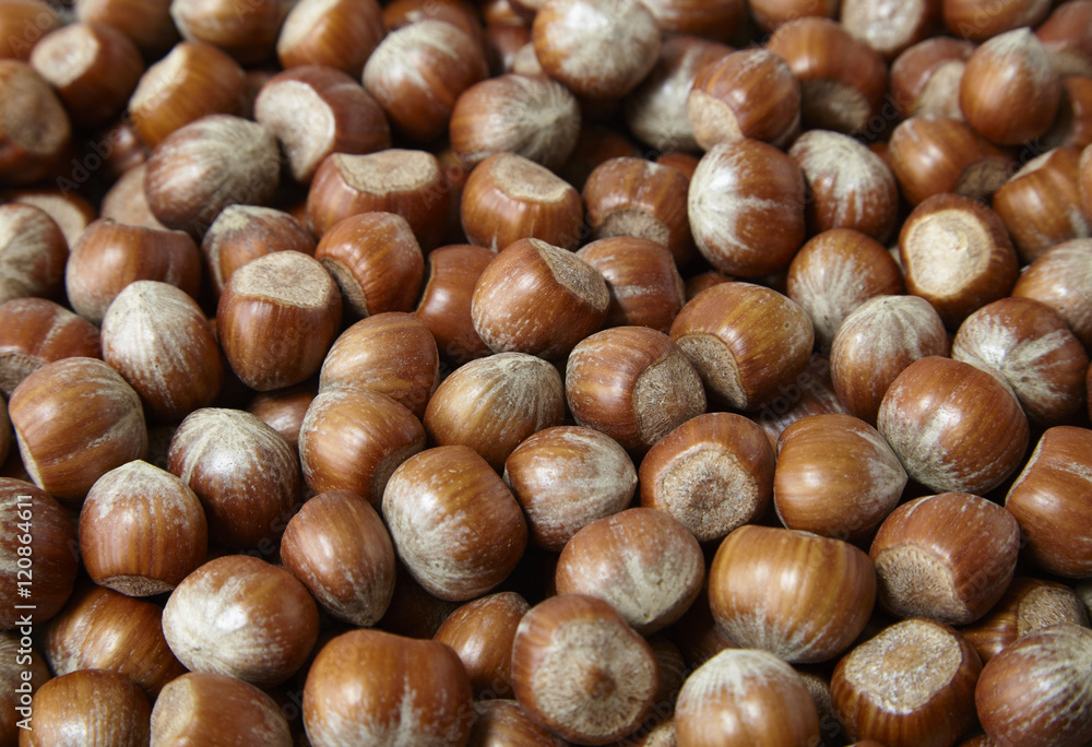 A full page of hazelnut background texture A full page of hazelnut background texture