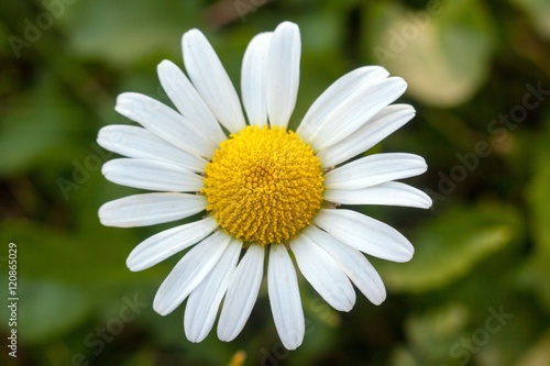 chamomile  flower