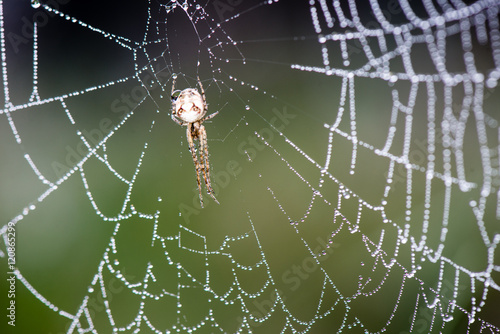 beautiful cobwebs in autumn with spider