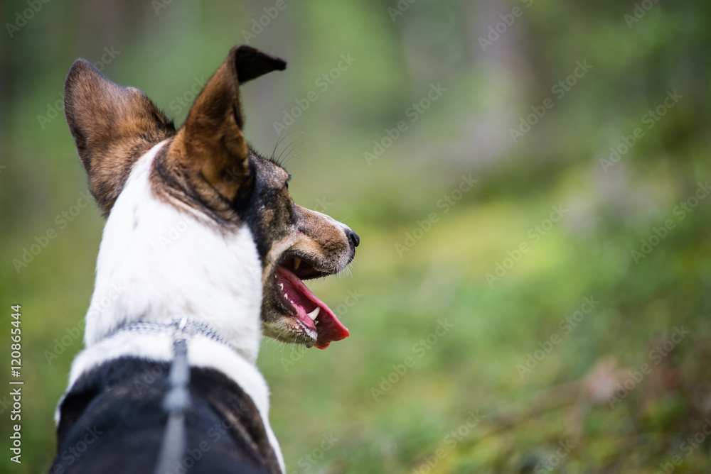 happy dog is looking for direction in forest happy dog is looking for direction in forest