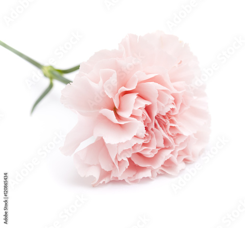 gentle pink carnation flower © Tamara Kulikova