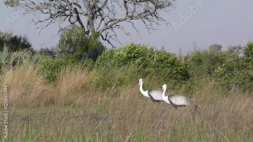 Wattled crane (Bugeranus carunculatus). Okavango Delta. Botswana photo