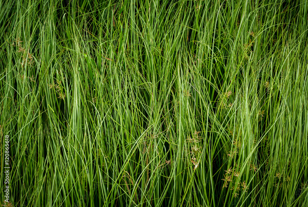 Nut grass, Purple nutsedge, Nutsedge, Cocograss Nut grass, Purple nutsedge, Nutsedge, Cocograss