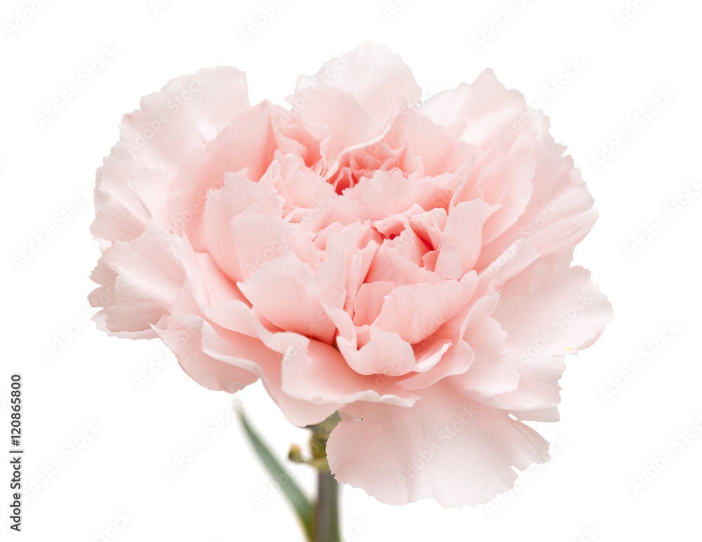 gentle pink carnation flower