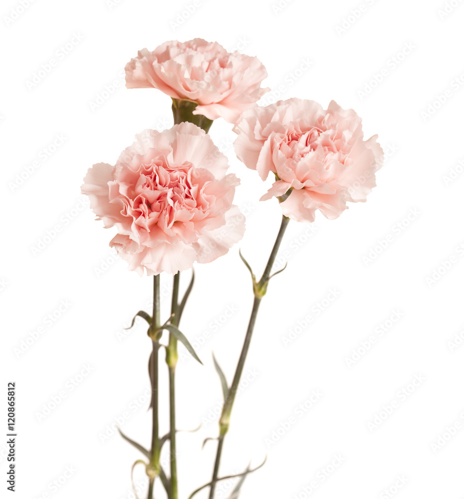 gentle pink carnation flower gentle pink carnation flower