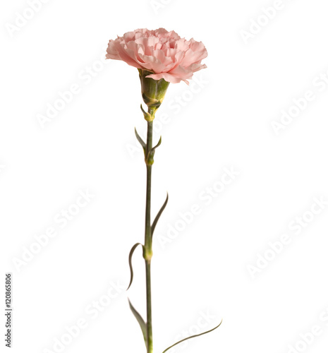 gentle pink carnation flower photo