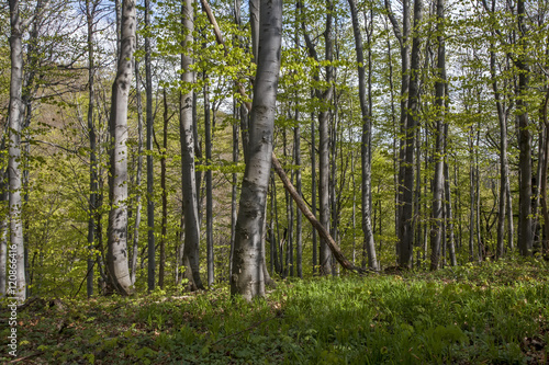 Fototapeta Naklejka Na Ścianę i Meble -  Path trough forest