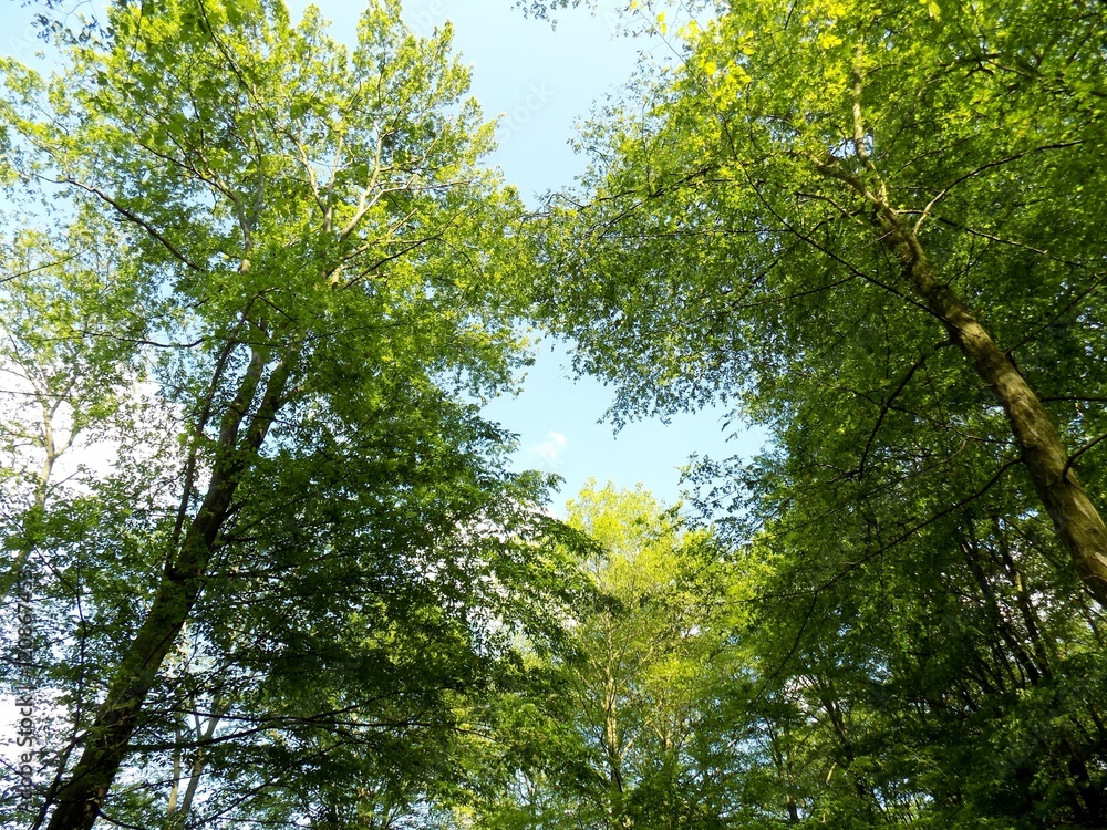 Fototapeta premium Many deciduous trees in deciduous forest in wild nature