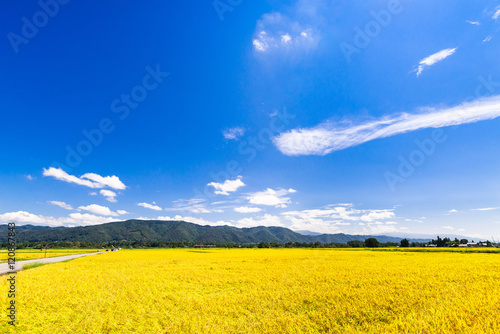 信州　秋の田園風景