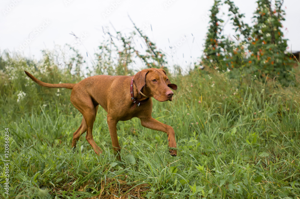 Purebred hungarian setter portrait