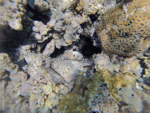 Underwater landscape on a shallow coral reef with sea urchin and calm water surface in the Red sea