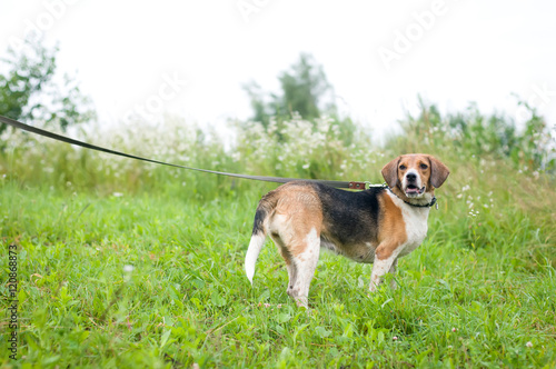 Obraz na płótnie Estonian hound portrait