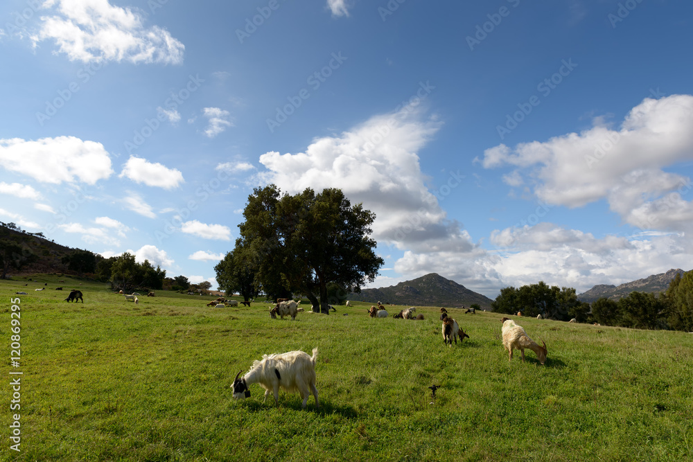 Landscape with goats / Goats grazing in green grassy field.