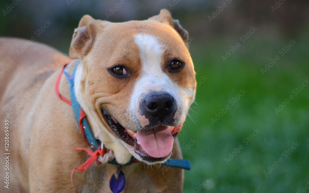 portrait of  female American Staffordshire Terrier dog