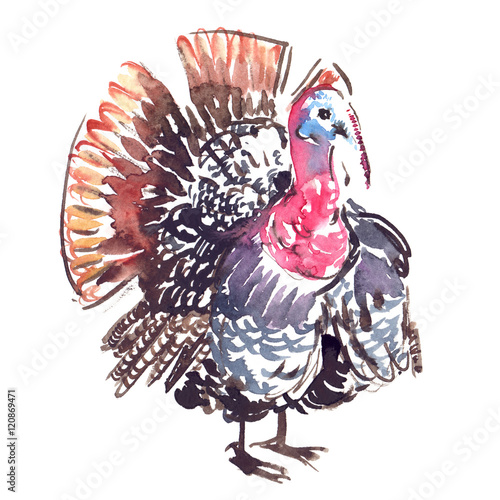 Big colorful turkey bird painted in watercolor on clean white background photo