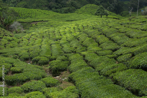 Tea plantation in Cameron highlands mountain hills in Malaysia