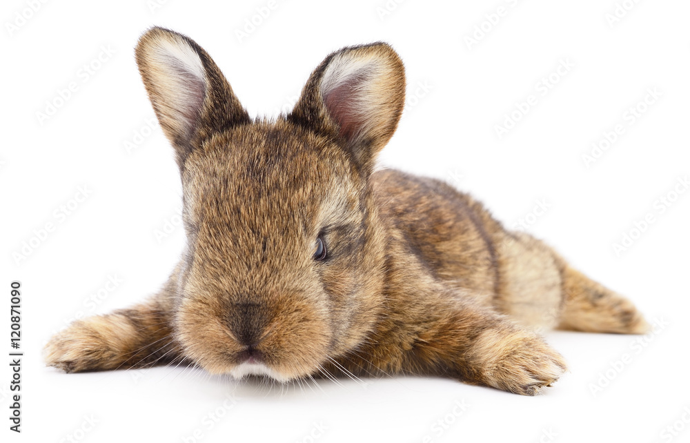 Brown bunny rabbit. Stock Photo | Adobe Stock