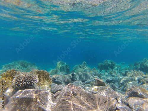 Underwater landscape on a shallow coral reef with calm water surface in the Red sea © ame kamura