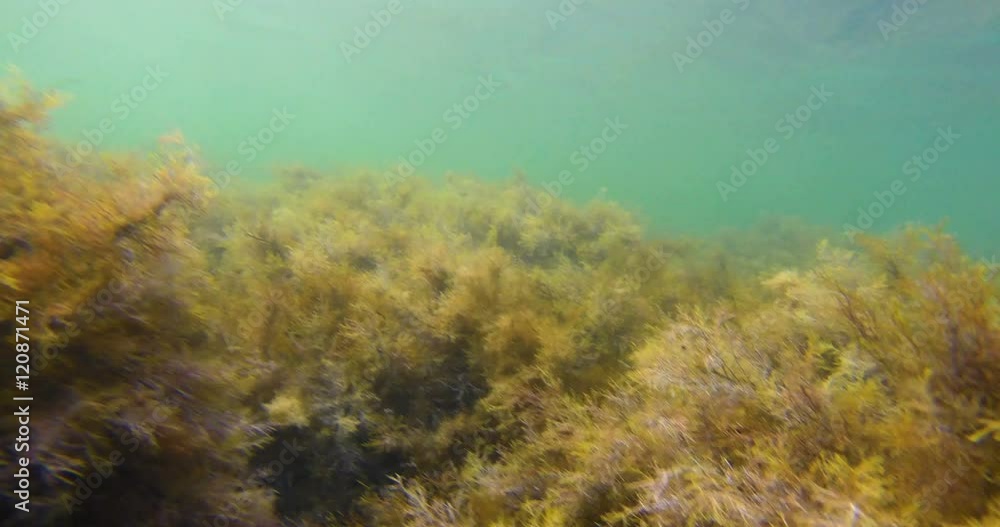 Underwater landscape 4K Underwater landscape 4K