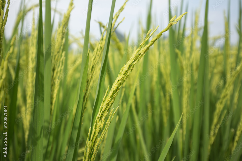 Paddy fields