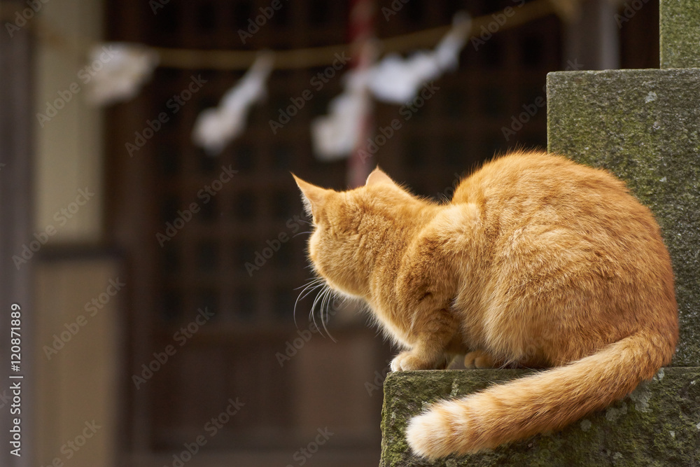神社 猫 後ろ姿 Stock Photo Adobe Stock