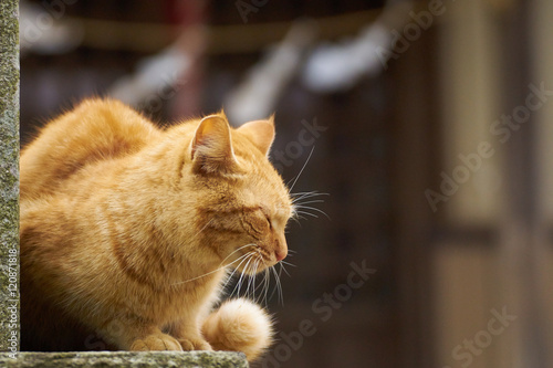 Fototapeta Naklejka Na Ścianę i Meble -  神社で眠る猫