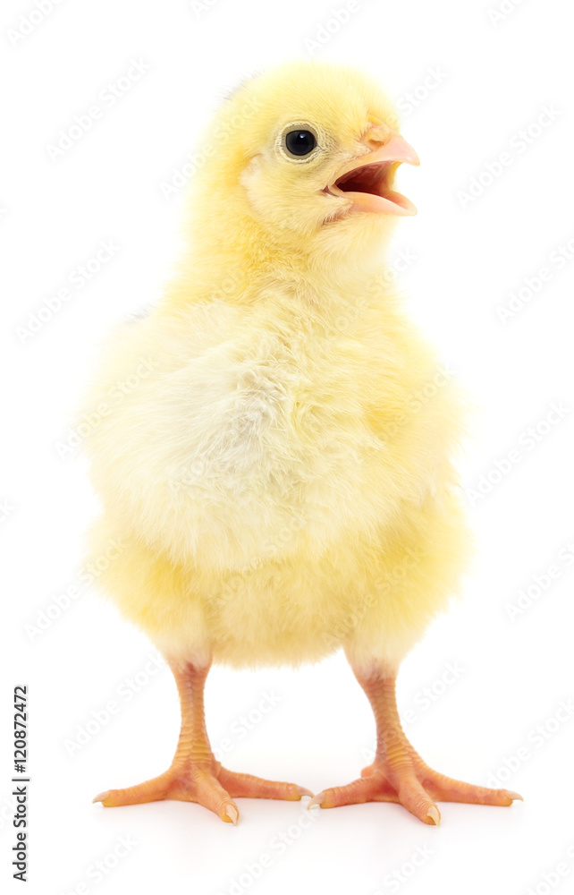 Small yellow chicken