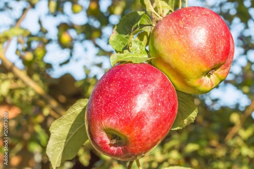 Two red apples on a branch in the orchard, close-up