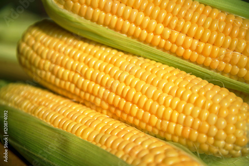 Fresh uncooked maize on a table