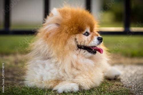 Pomeranian Dog in Lawn © supparsorn