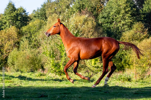 Akhalteke foal gallops in the autumn forest