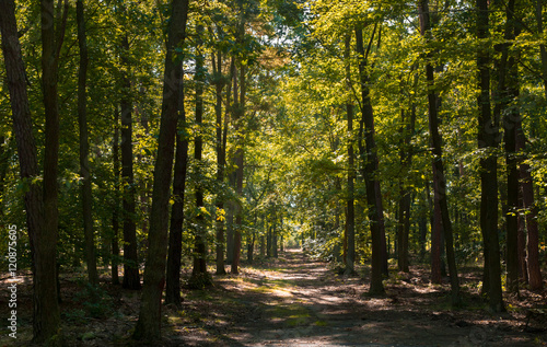 path in the dark forest