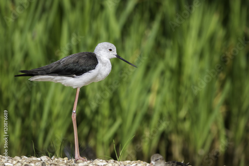 Black-winged stilt in profile