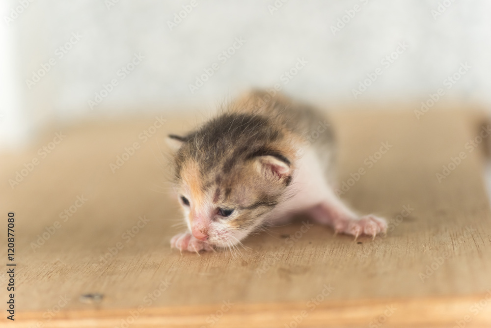 newborn cat portrait
