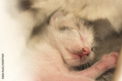 newborn cat sleep