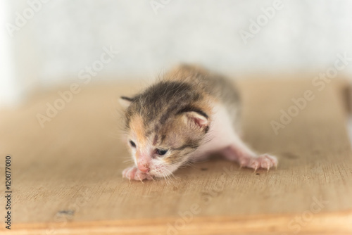 newborn cat portrait