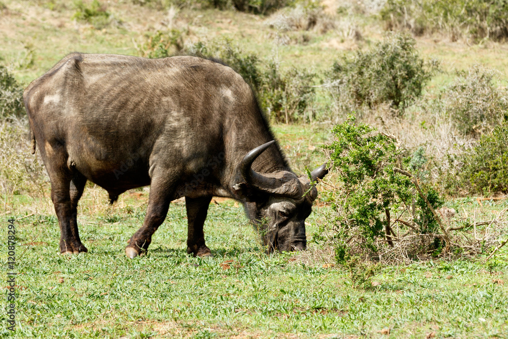 Just Chilling - African Buffalo Syncerus caffer Just Chilling - African Buffalo Syncerus caffer