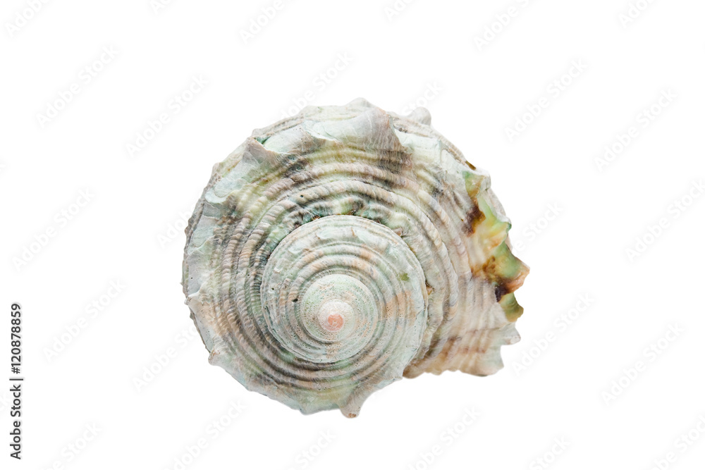 white spiral shell isolated on white background