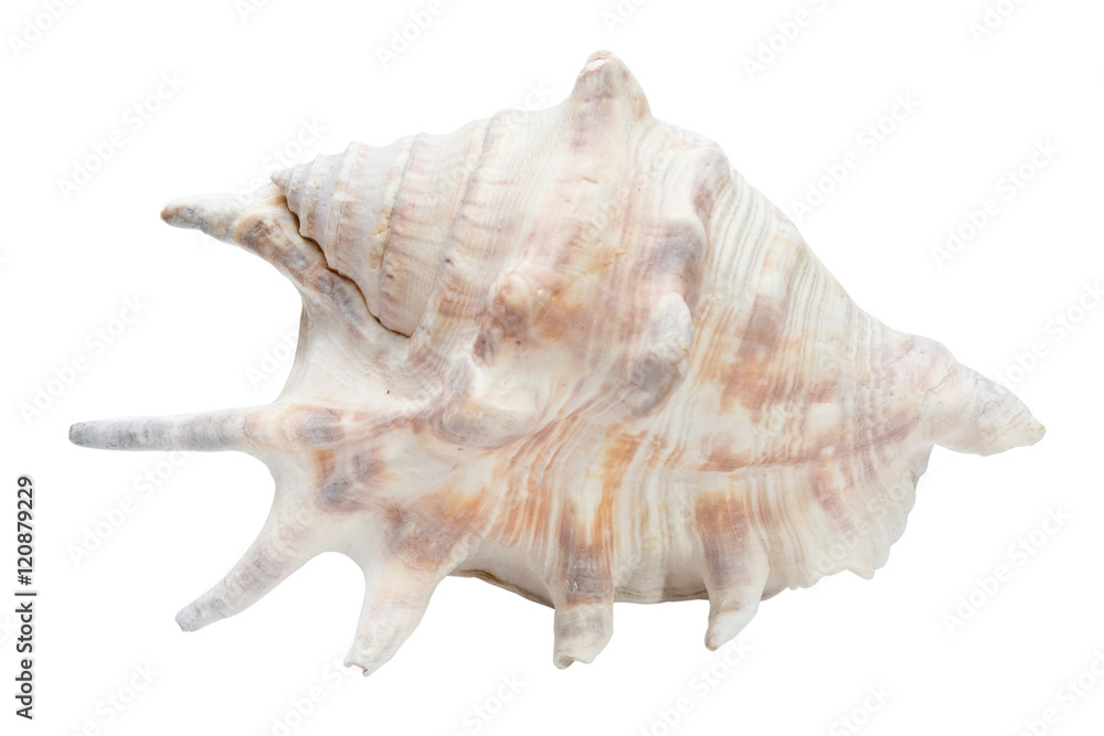 sea shell isolate on the white background sea shell isolate on the white background