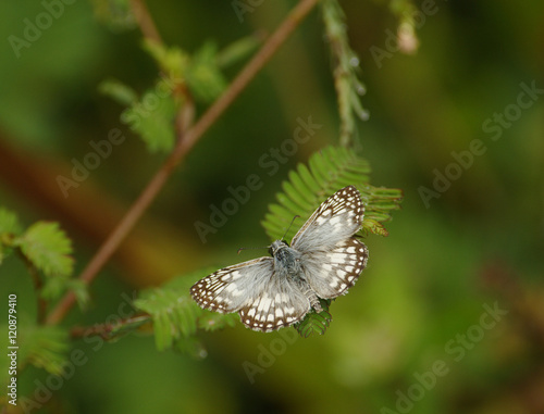 Butterfly, Costa Rica