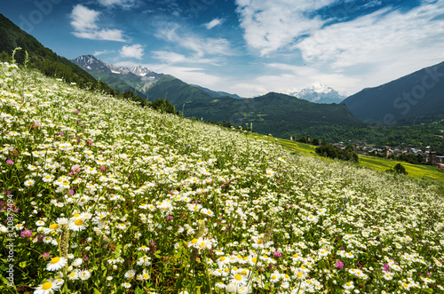 Many beautiful daisy flowers on a green hill