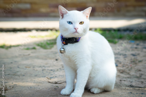 kao ma nee,thai white cat © apichart609