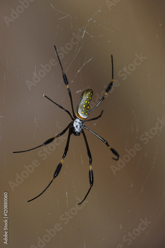 Large jungle spider, Costa Rica