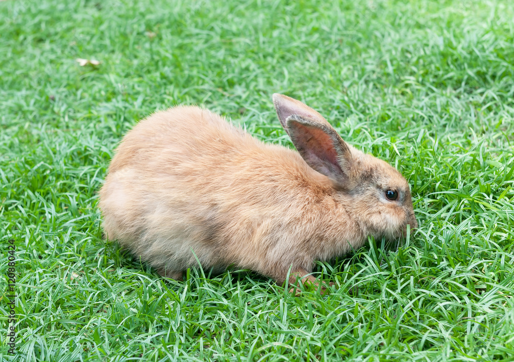 Little domestic rabbit on a green grass Little domestic rabbit on a green grass