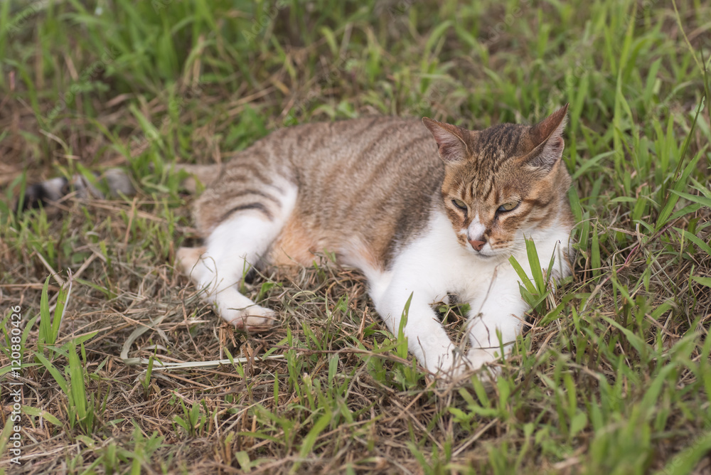 cat sitn on grass