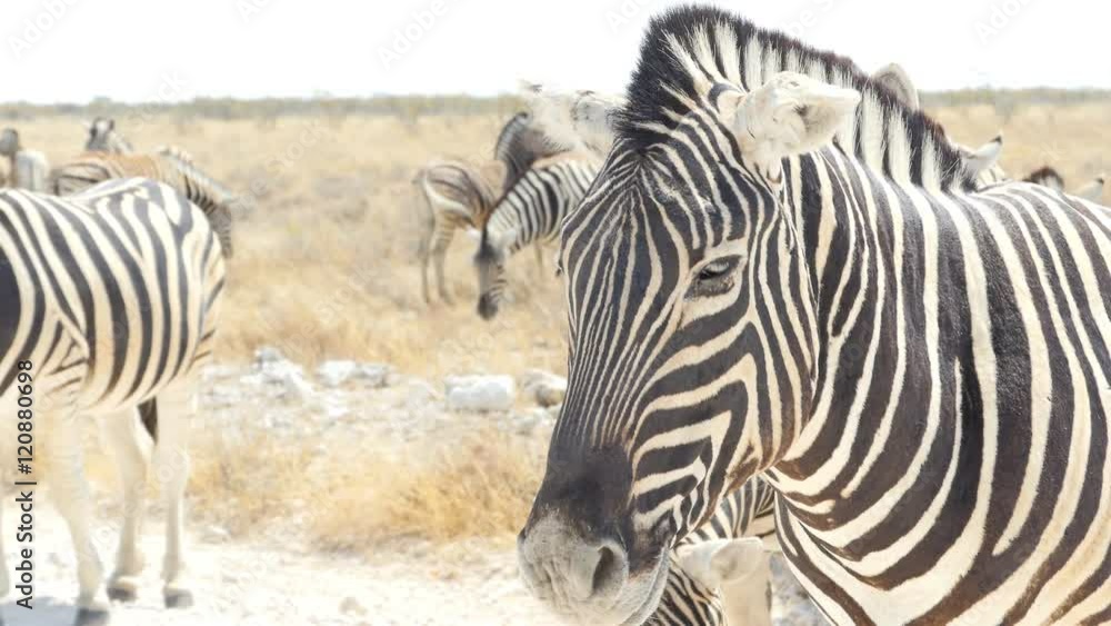 portrait close up of zebra at the etosha national park namibia africa