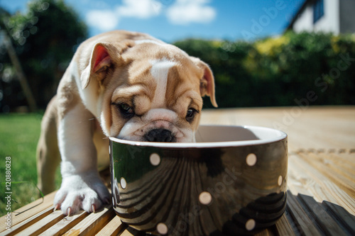 Fototapeta Naklejka Na Ścianę i Meble -  Cute puppy Bulldog is thirsty