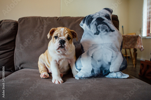 Puppy Bulldog has a lookalike