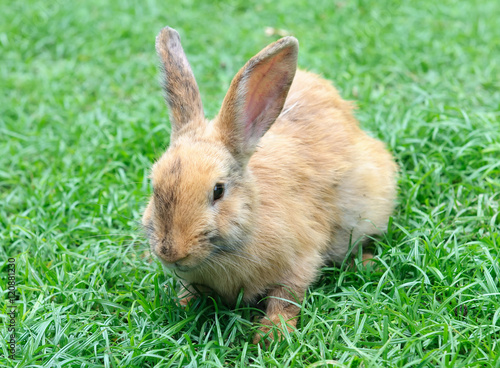 Little domestic rabbit on a green grass