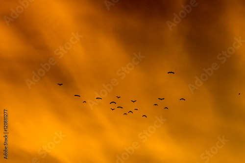 The birds are flying back to the nest in the evening. © khoonphoon